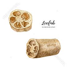 Two pieces of loofah