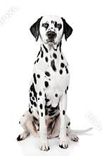 Dalmatian dog portrait