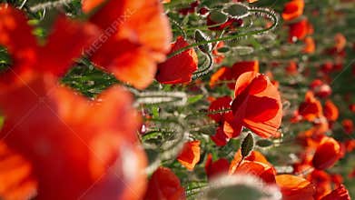 Red summer flowers vertical video footage slow motion