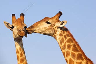 Giraffe Kiss