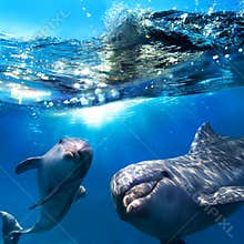 Two funny dolphins smiling underwater