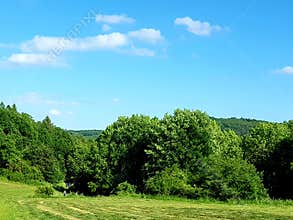 Summer landscape in the country. Fresh gras, big trees and blue sky.