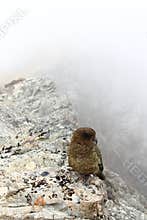 New Zealand Kea