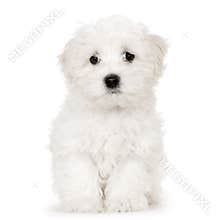 Puppy maltese dog