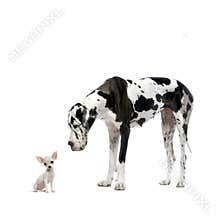 Great Dane and Chihuahua