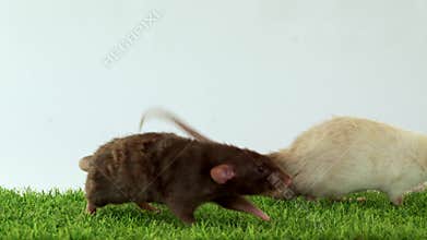 Two dumbo rats on green grass and white background play and eat together. Pets play together. Friends are animals. Place