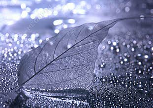 Closeup leaf
