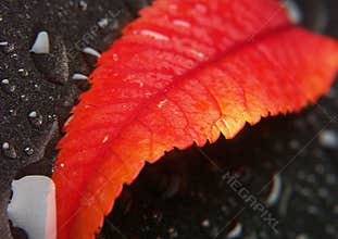 Leaf background