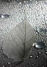 Leaf