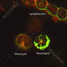 White Blood Cells