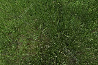 A top-down view of generic green plants, weeds and grasses