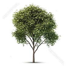 Isolated Tree.