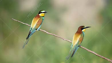 European bee eater Merops apiaster. In the wild