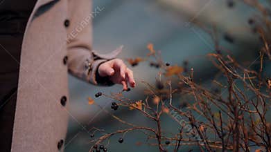 woman is stroking dry branches of shrubs in autumn in city, details shot of hands