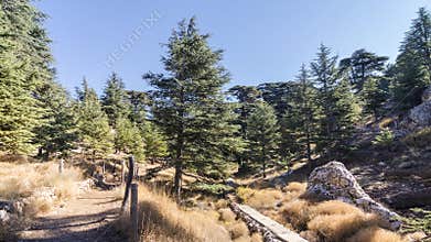 Cedars of God forest, Arz, Bsharri, Lebanon
