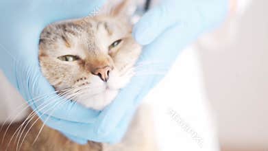 Veterinarian examines cats eyes.