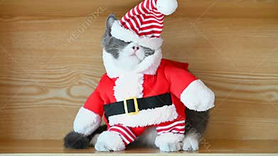 Funny Santa Claus dressed cat with her eyes covered by the cap