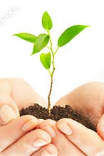 Human hands and young plant