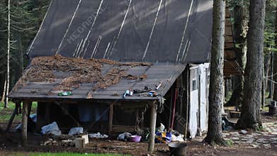 A wooden hut in the woods among the fir trees. The roof is covered with roofing felt. Chopped firewood, cauldron and other items c