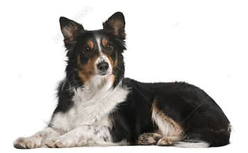 Border Collie lying in front of white background