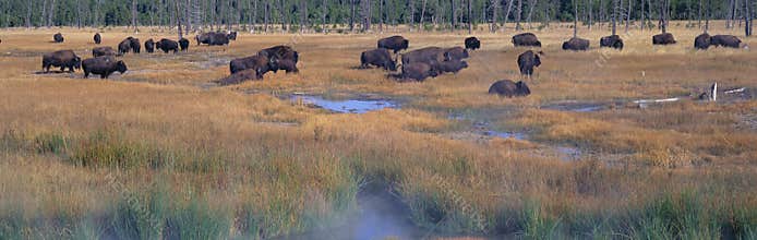 Buffalo grazing