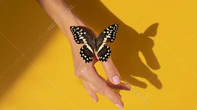 close up view butterfly hand. High quality photo