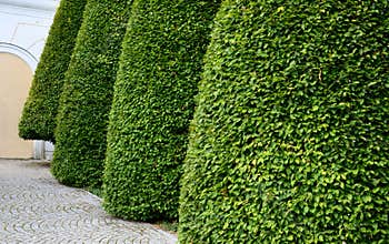 Old castle orangery with wooden flowerpots in the shape of a block. they have a square pattern and stand in rows in a regular grid