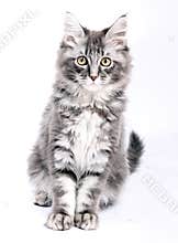 Maine coon