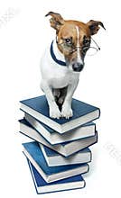 Dog on a book stack