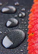 Colorful leaf