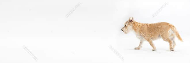 Multi-breed dog walks on white background fully isolated from background. Panoramic frame.