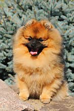 Cute orange dog portrait