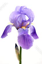 Purple bearded iris