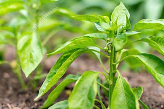 Pepper seedlings grow in the garden in summer