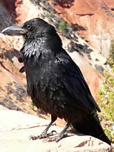 Raven at Bryce Canyon