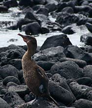 Flightless Cormorant in the Galapagos
