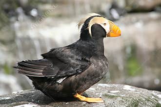 Tufted puffin,