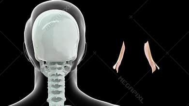 Location of Lacrimal gland in Human