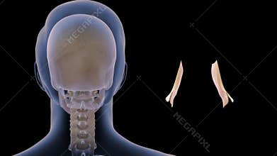 Location of Lacrimal gland in Human
