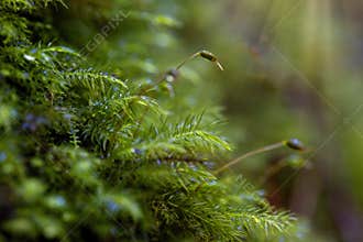 Moss macro background