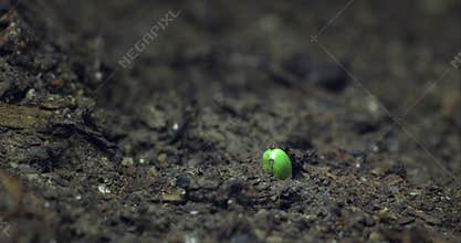 Timeleps of growing plants. The birth of new life in nature.