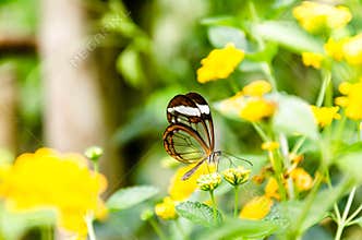 Glass or mirrored butterfly, transparent Greta Oto, lepidopteron