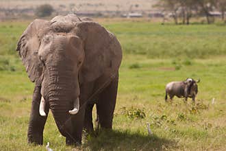 Aggressive Elephant