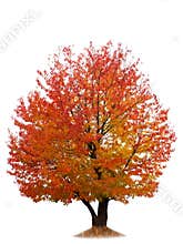 Autumn cherry tree isolated on white