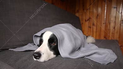 Funny puppy dog border collie lying on couch under plaid indoors. Little pet dog at home keeping warm hiding under