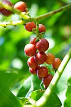 Antidema thwaitesianum Also called Buah Buni on the tree. Antidema have 101 accepted species in the genus