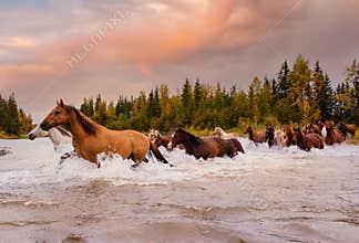 Horses in Motion Galloping  Across a River in Alberta During Autumn