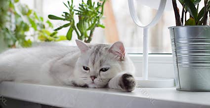 The cat is lying on the windowsill