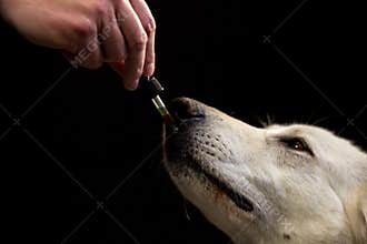 Dog licking a CBD oil dropper