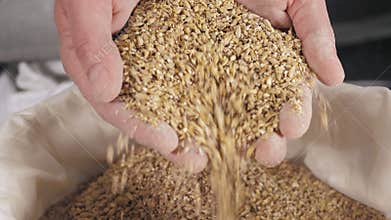 Oats falling close-up from the hands. A modern beer factory.Toasted barley malt for the preparation of dark and light